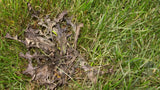 Weed B Gon MAX Weed Control Concentrate for Lawns, 1-L A8Y1 - product image 8